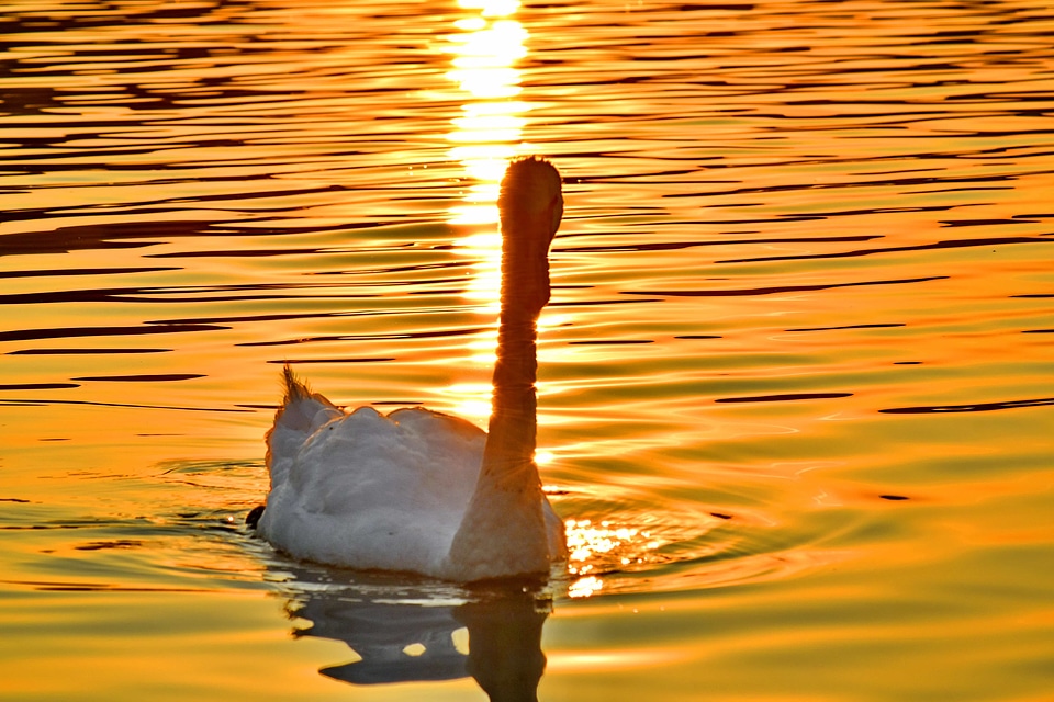 Bird lake natural habitat