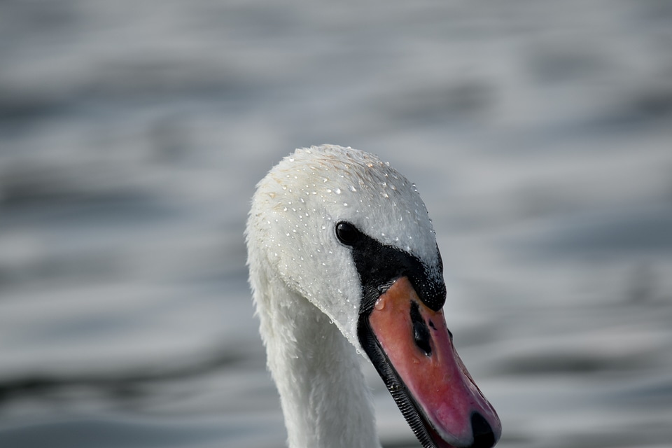 Head side view swan