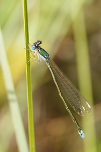 Nature outside close-up