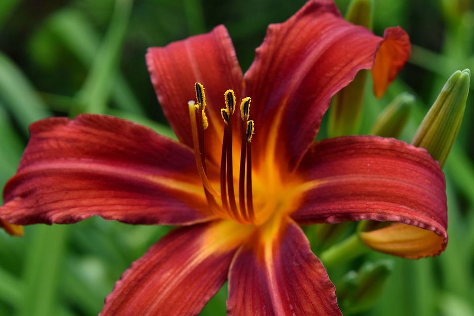 Plant lily summer