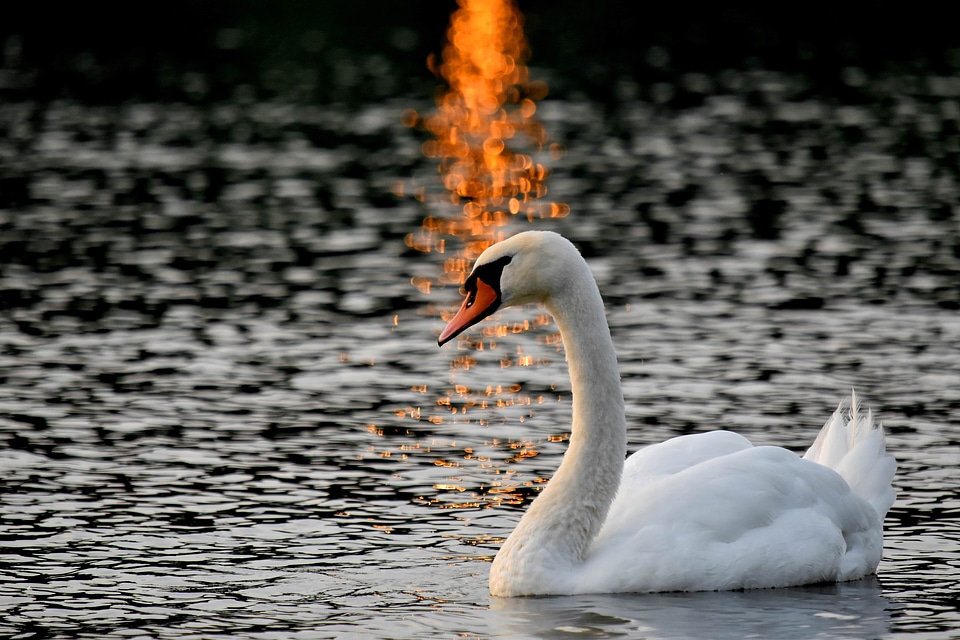 Bird lake sunset