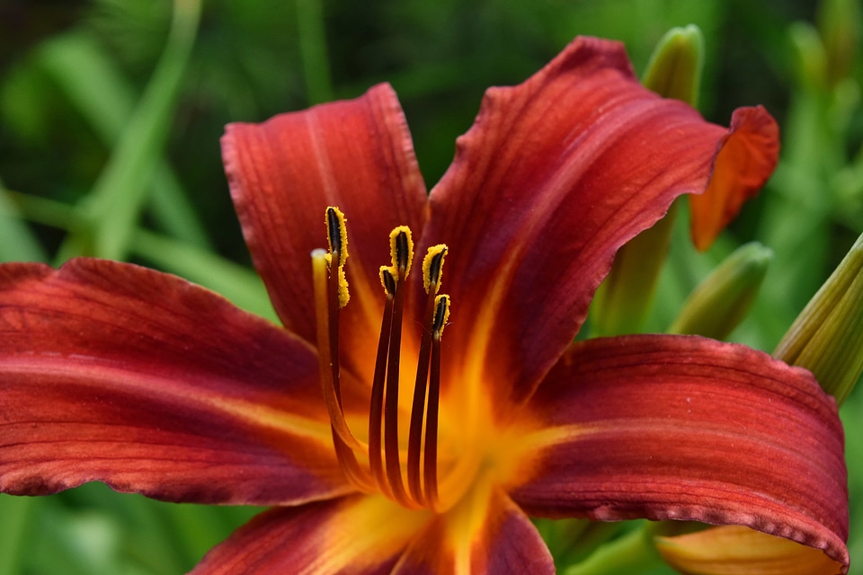 Beautiful Flowers beautiful photo lily