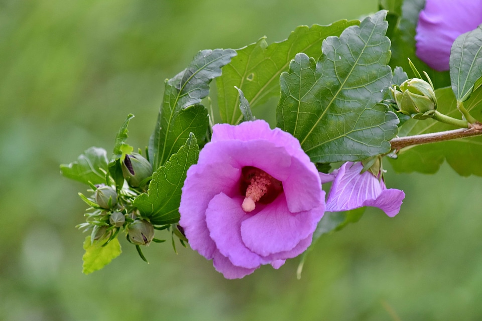 Wilderness wildflower summer