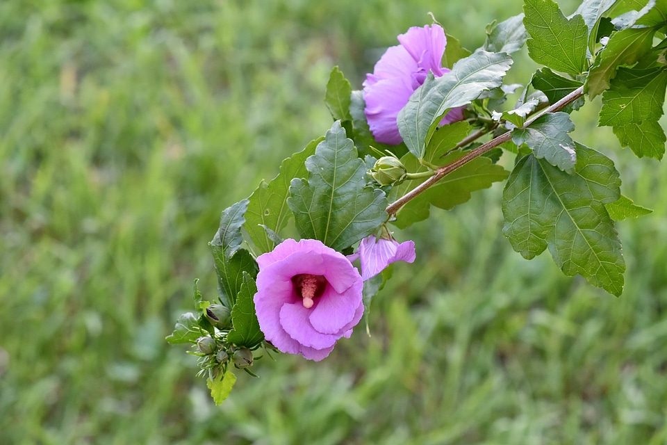 Branch ecology flower