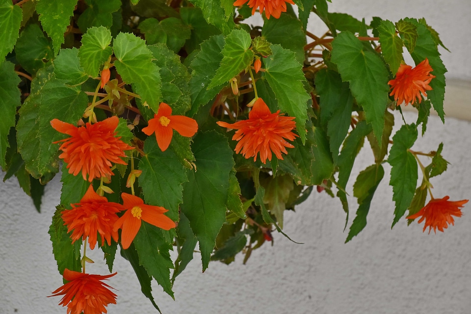 Flowerpot plant leaves
