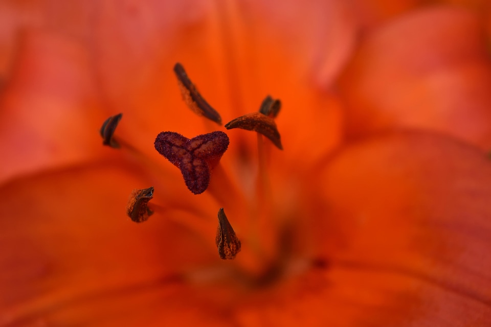 Blurry detailed focus