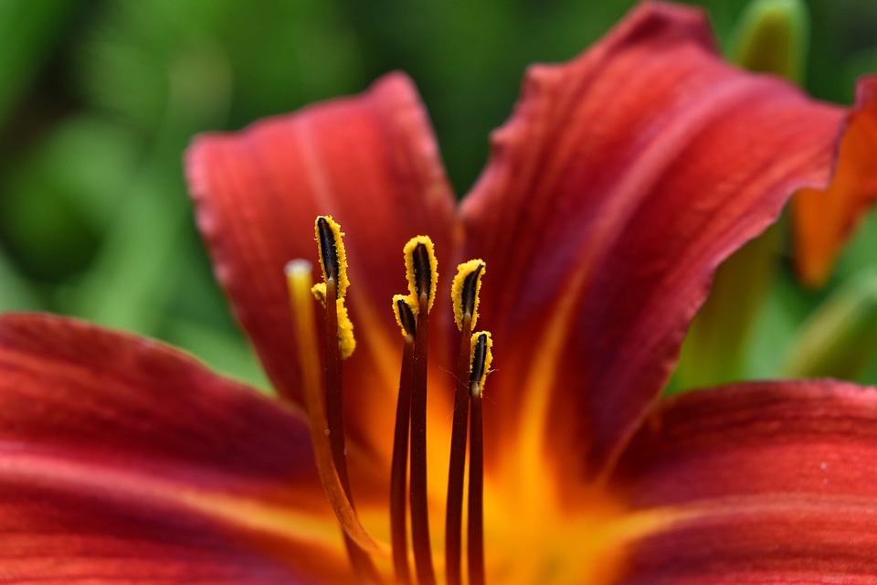 Beautiful Photo details lily