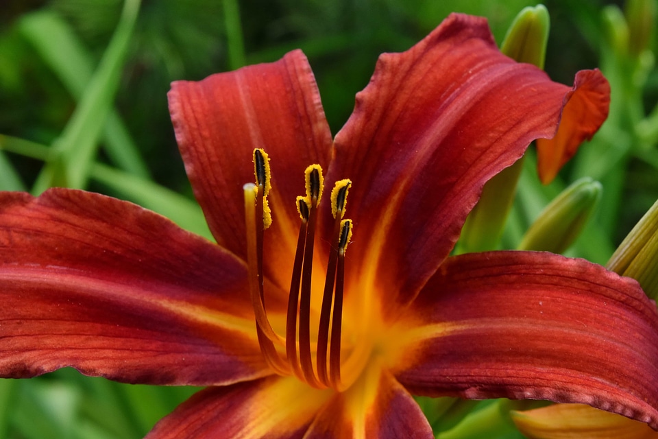 Plant blossom flora