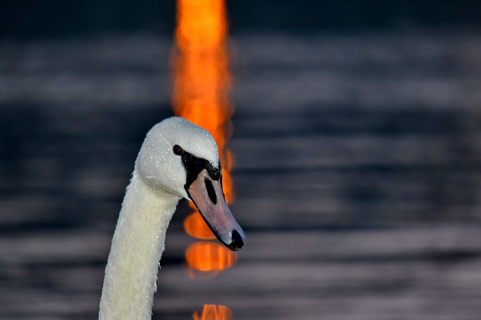 Darkness head reflection