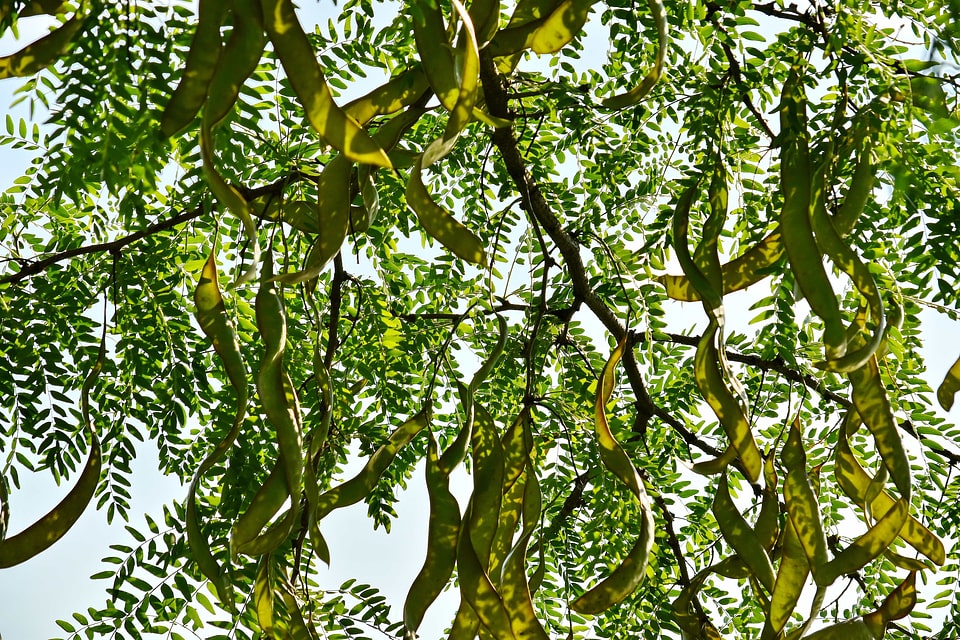 Branches green leaves shadow
