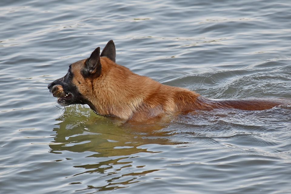Swimming training program water