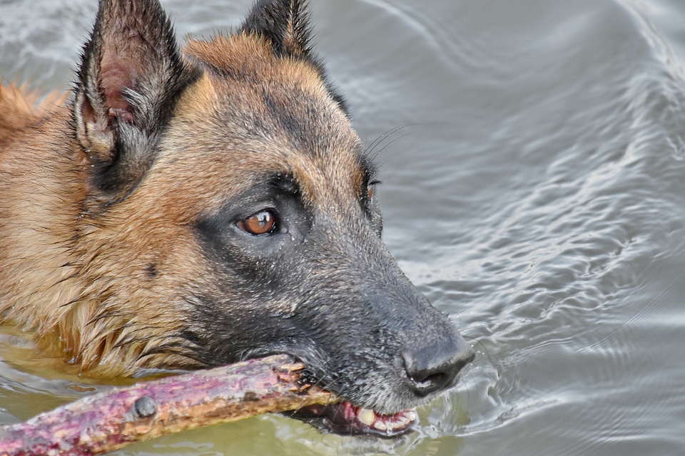 Mouth shepherd dog teeth