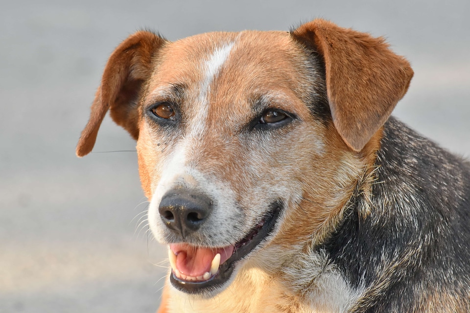 Dog head hunting dog
