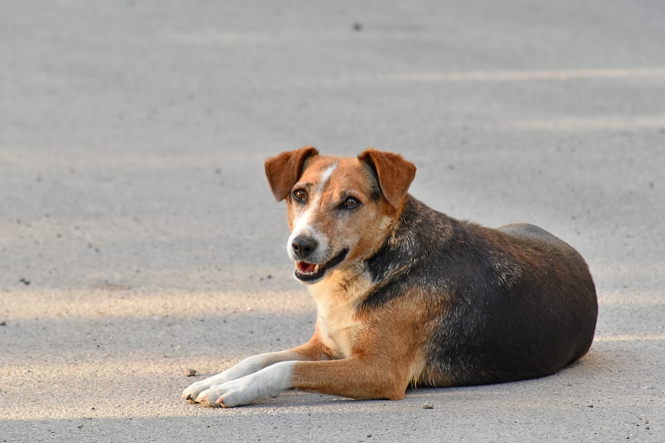 Beautiful Photo dog portrait