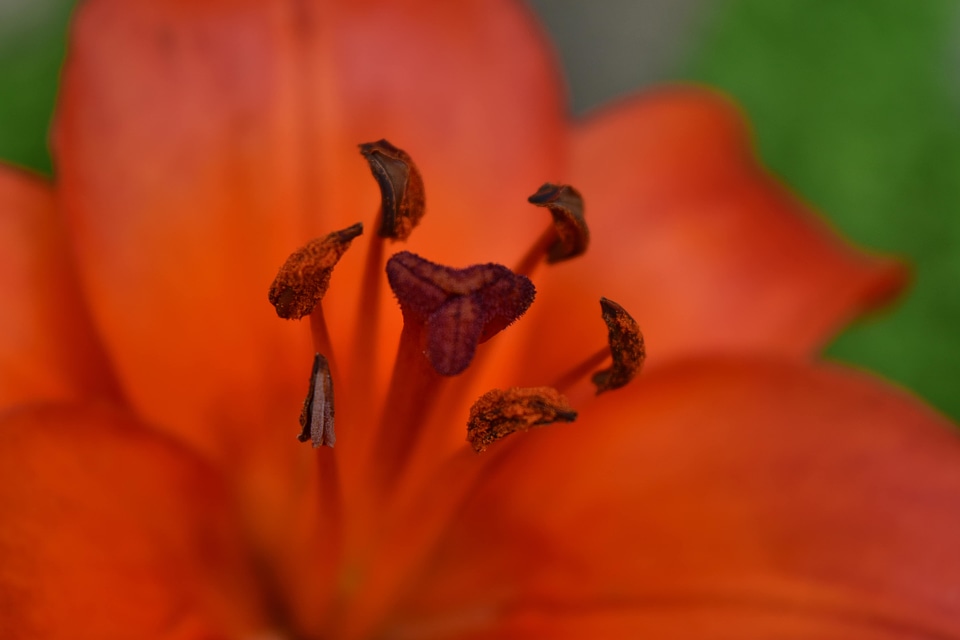 Beautiful Photo close-up detail