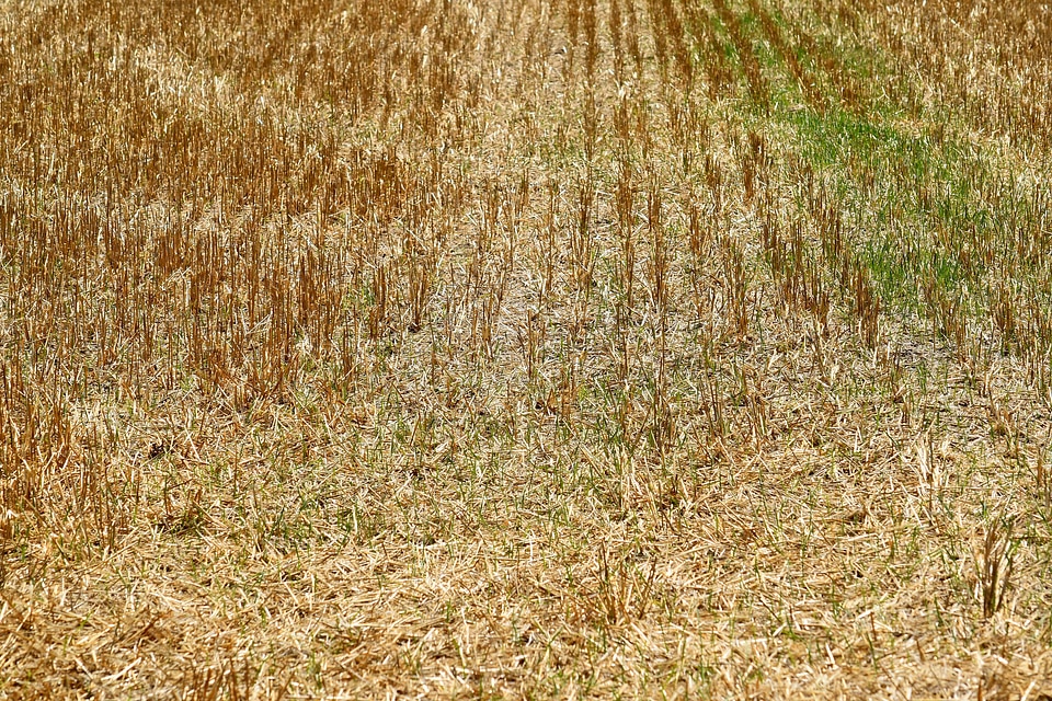 Agriculture summer season cereal