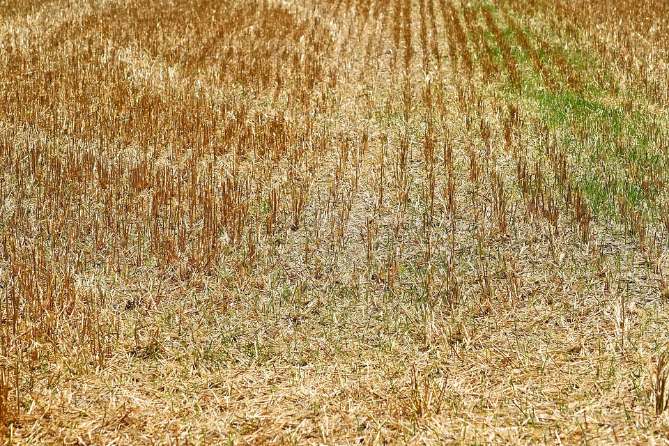 Rural field agriculture