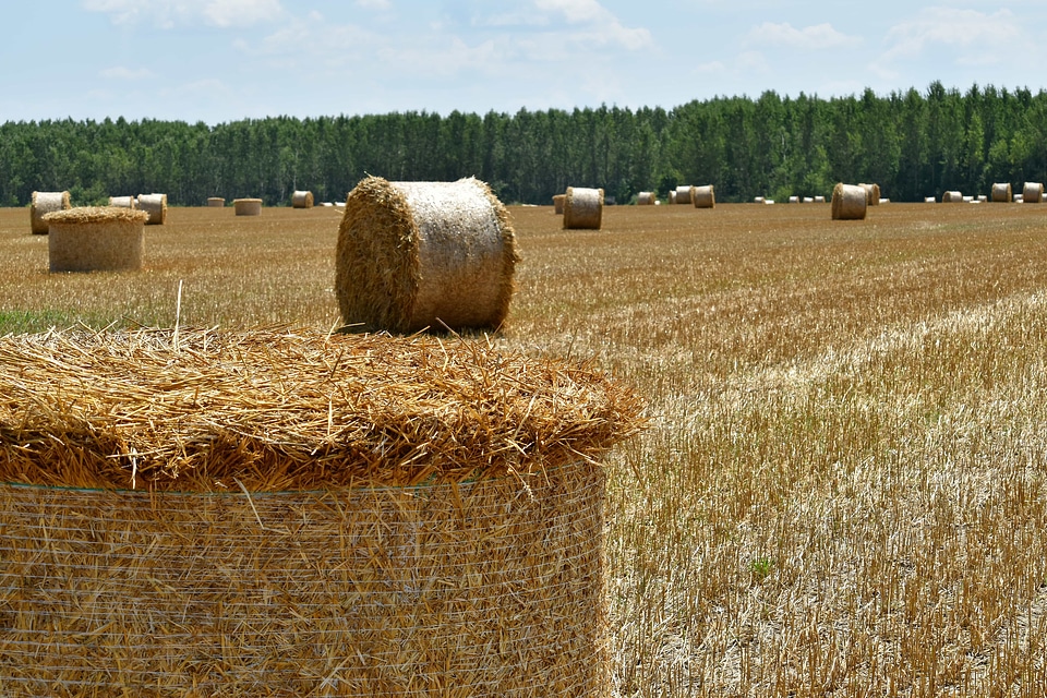 Farmland hay hay field