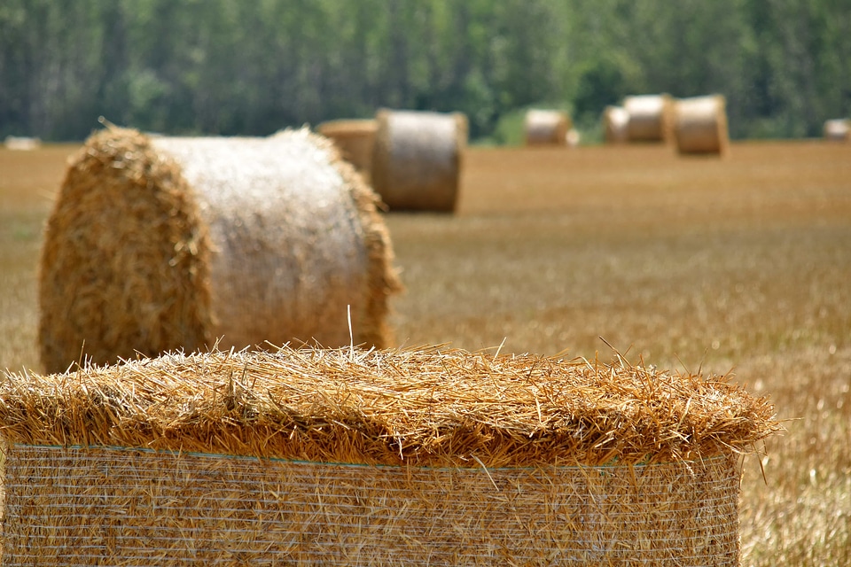 Agriculture bale barley