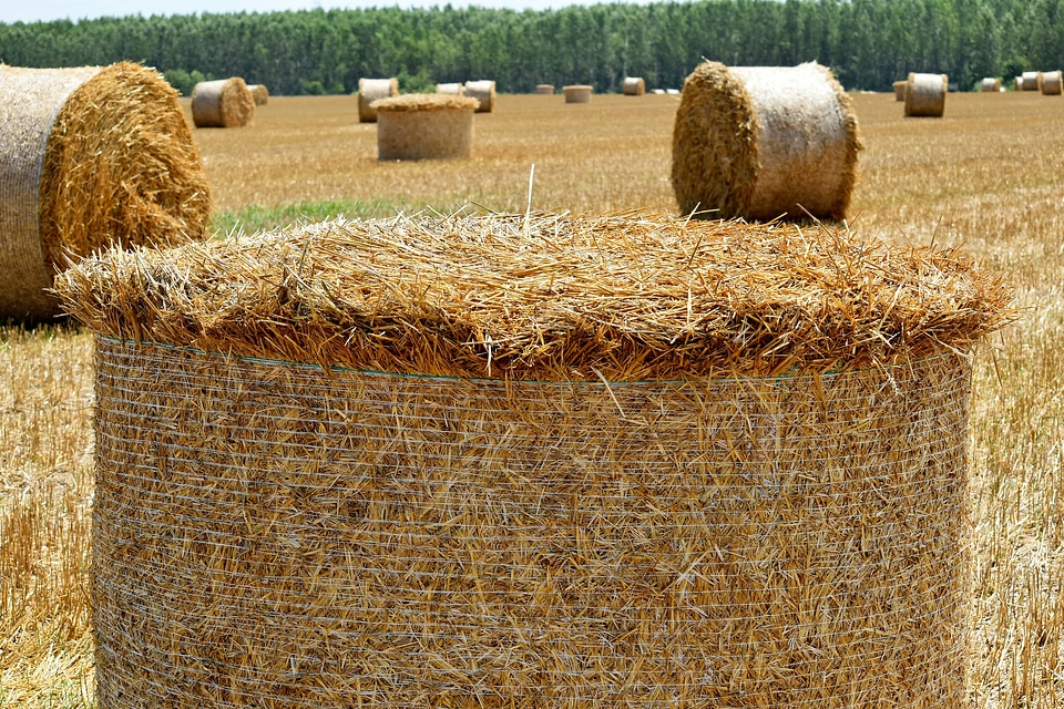 Agriculture bale barley