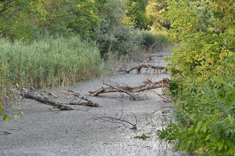 Beautiful swamp water