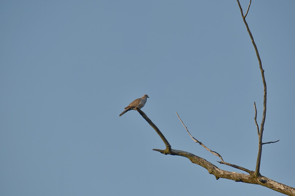 Bird branch dove photo