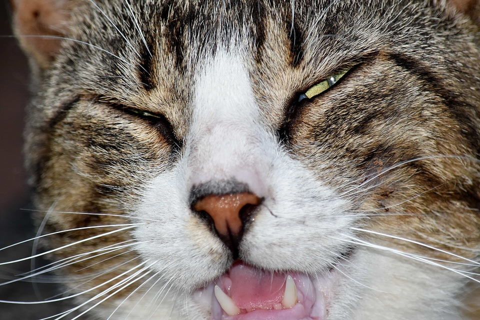Close-Up domestic cat nose