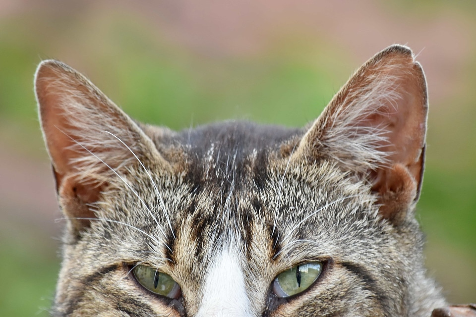 Curiosity domestic cat eyes