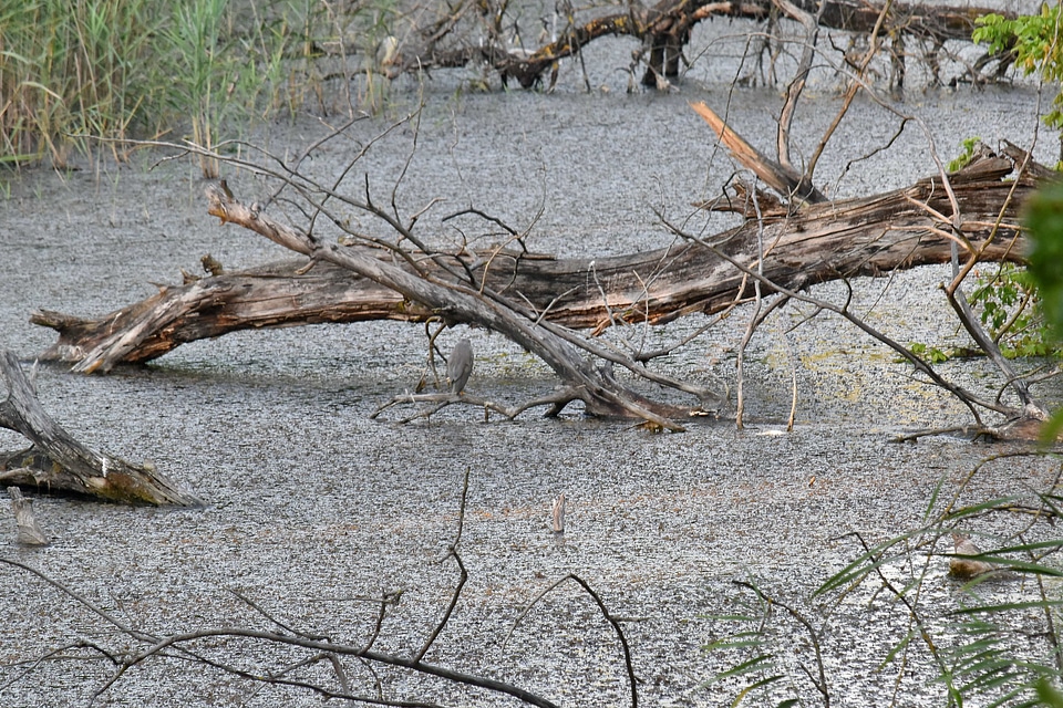Driftwood natural habitat swamp