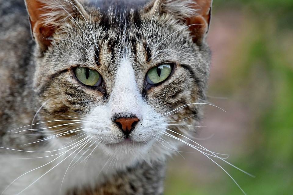 Beautiful Photo domestic cat portrait