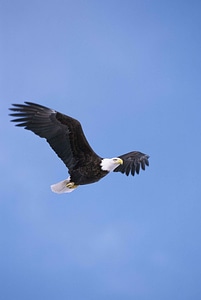 Flying bald eagle photo