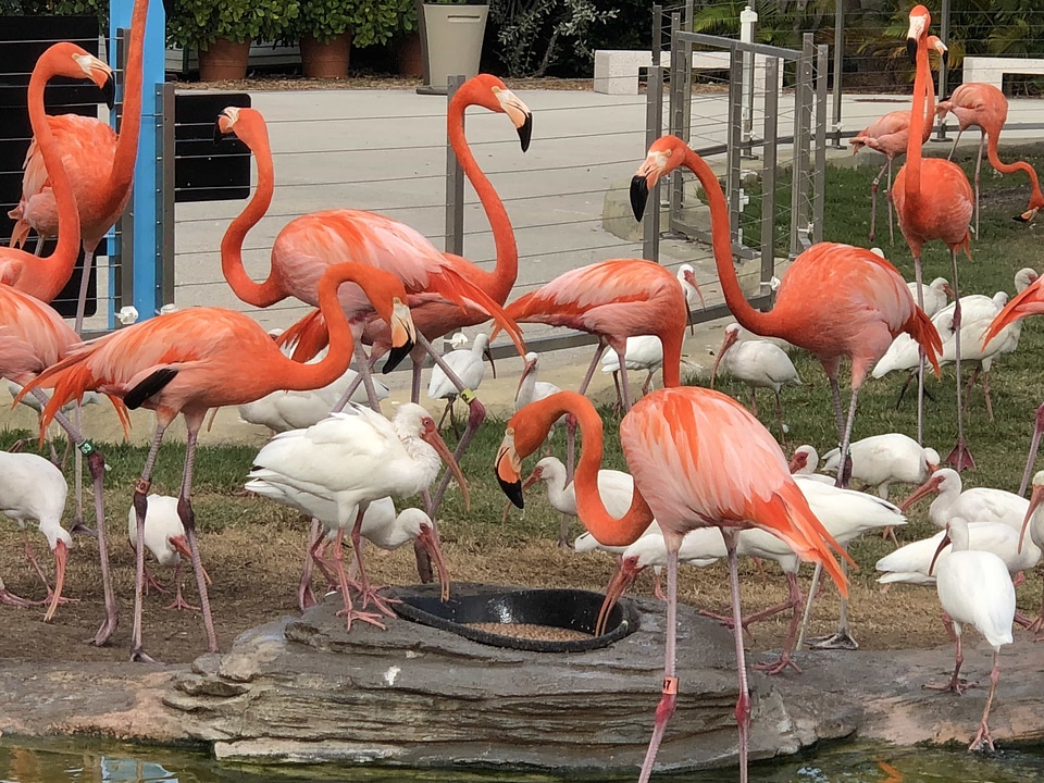 Aquatic Bird beautiful photo flamingo