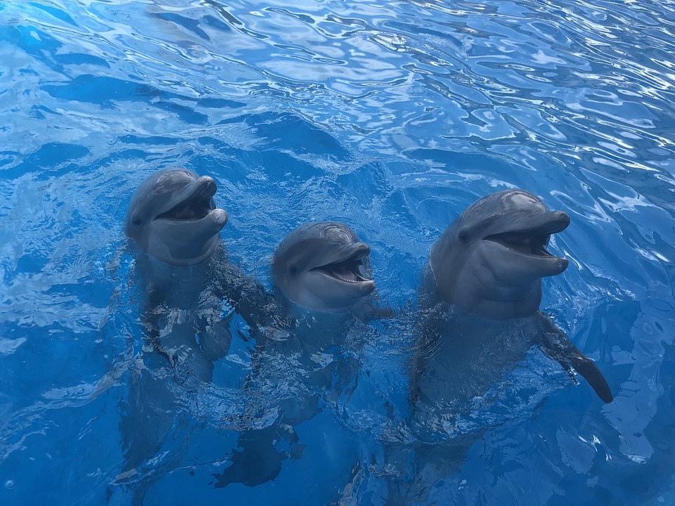 Animals beautiful photo dolphin