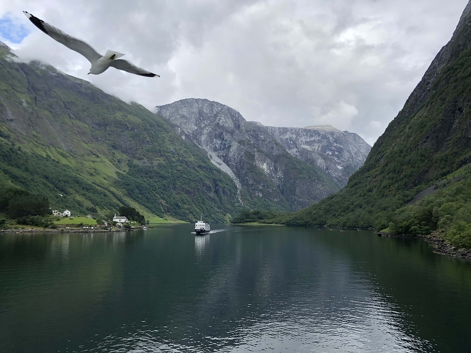 Bird flying riverbank