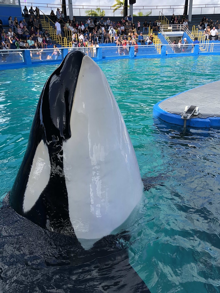 Amusement aquarium training program