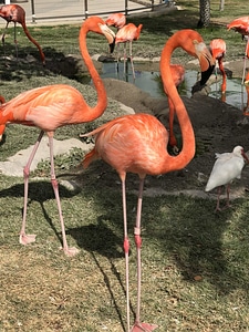 Flamingo aquatic bird bird photo