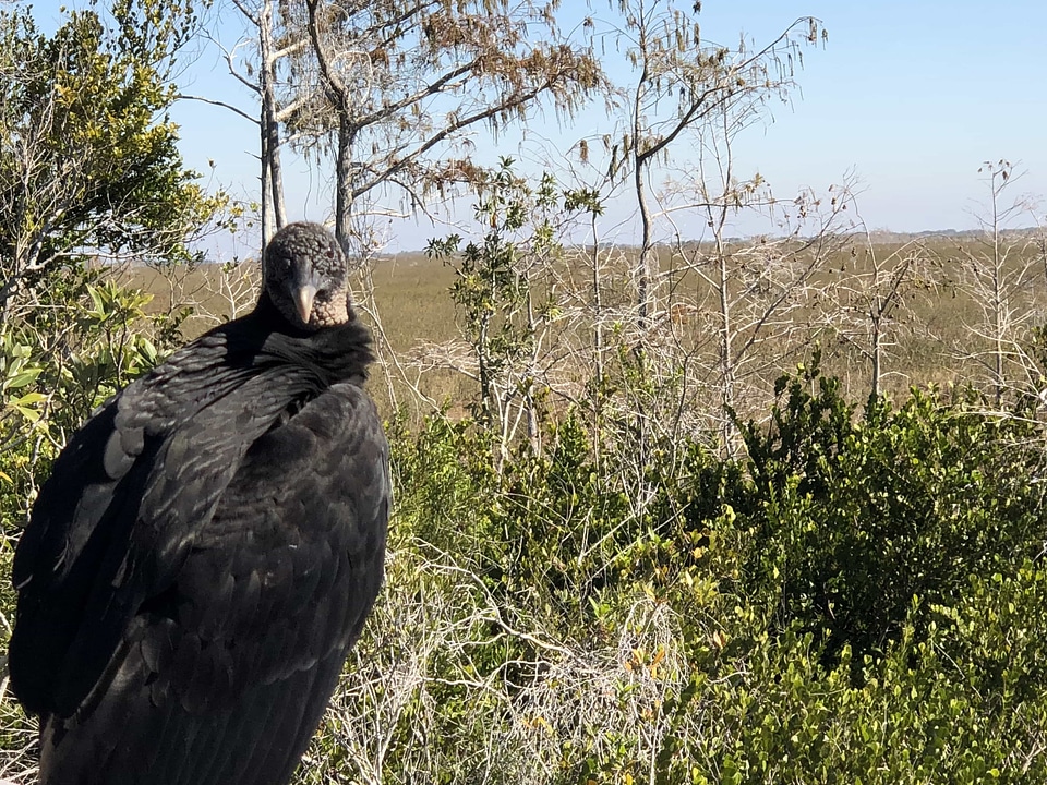 Wildlife bird vulture
