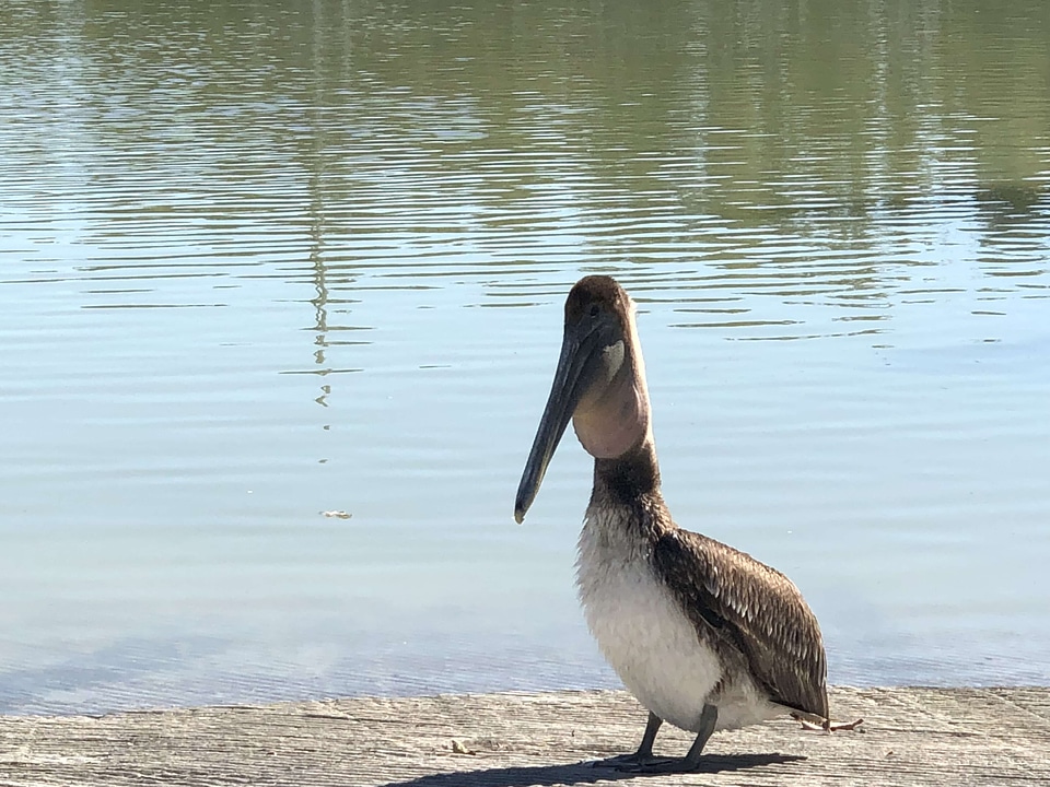 Pelican water seabird