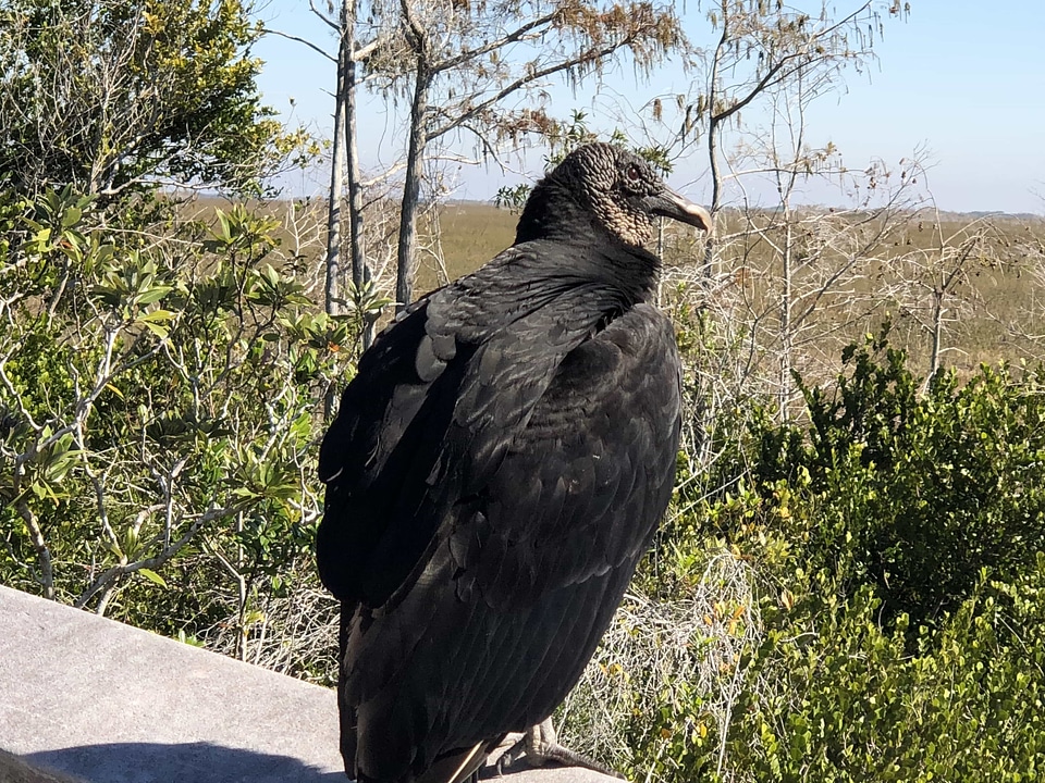Black side view vulture