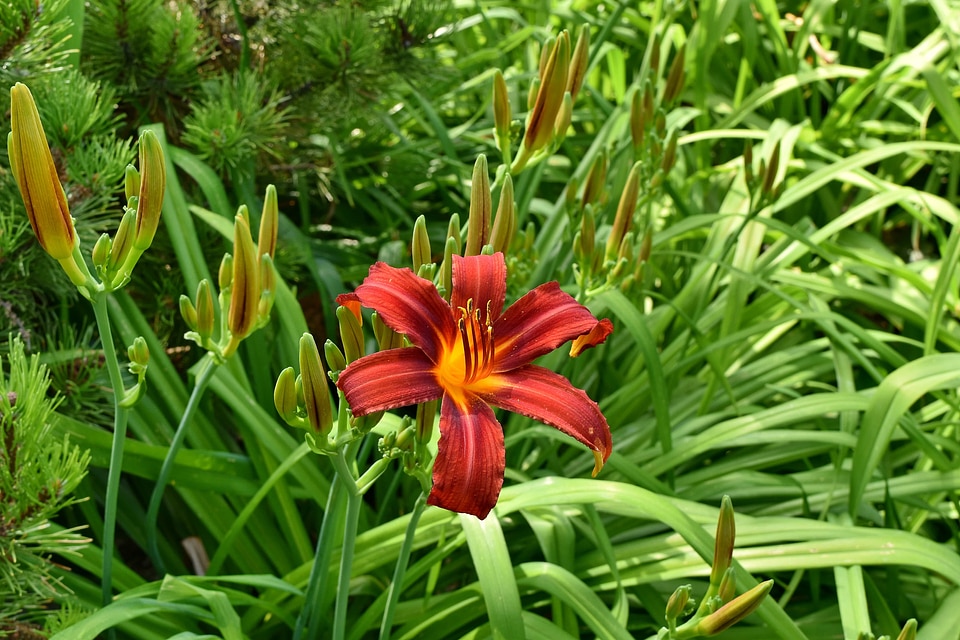 Beautiful Flowers flower garden greenery