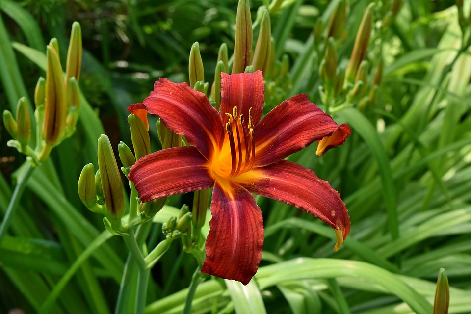 Beautiful Flowers close-up detail