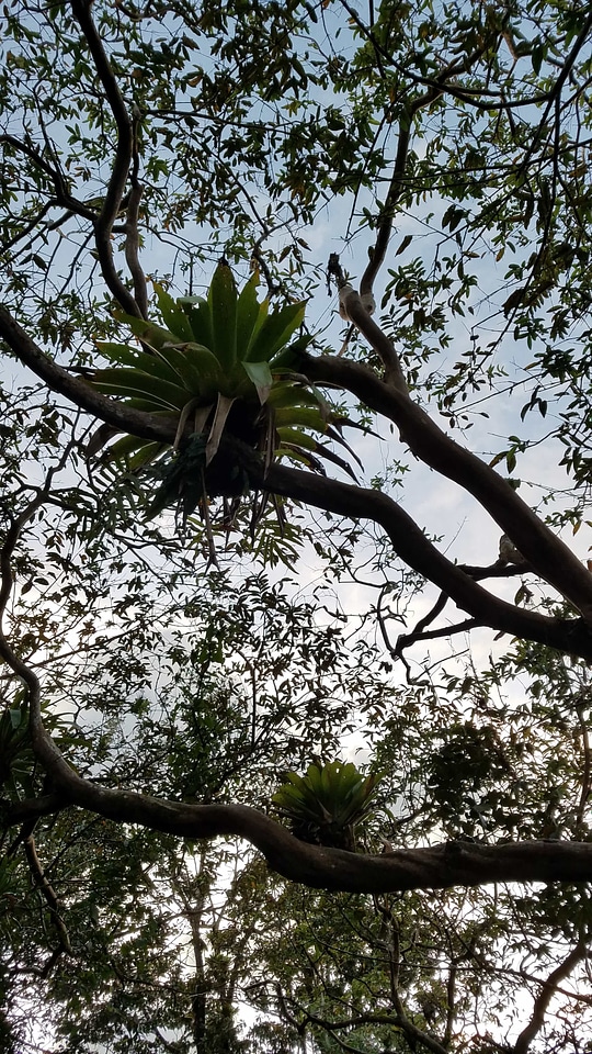 Branches rainforest tree