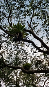 Branches rainforest tree