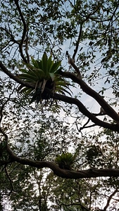 Branches rainforest tree photo