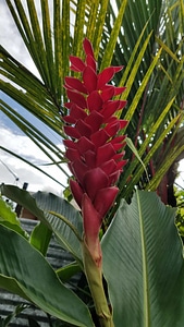 Flower jungle rainforest