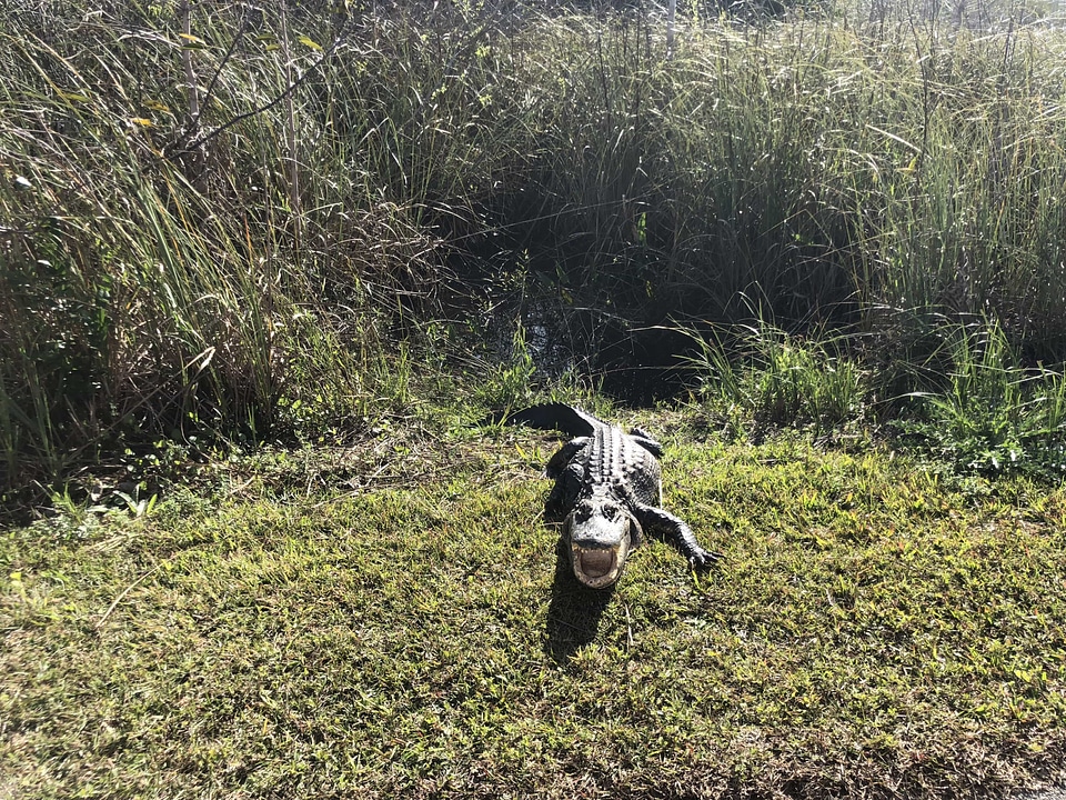 Crocodile danger predator