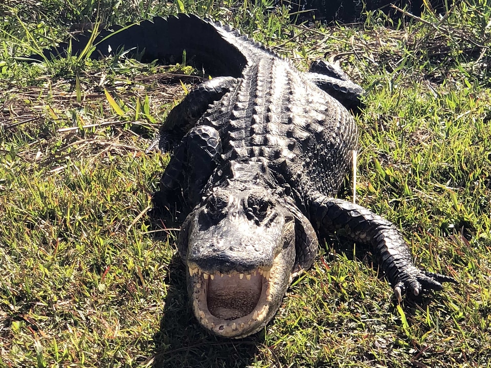 Alligator wild crocodile