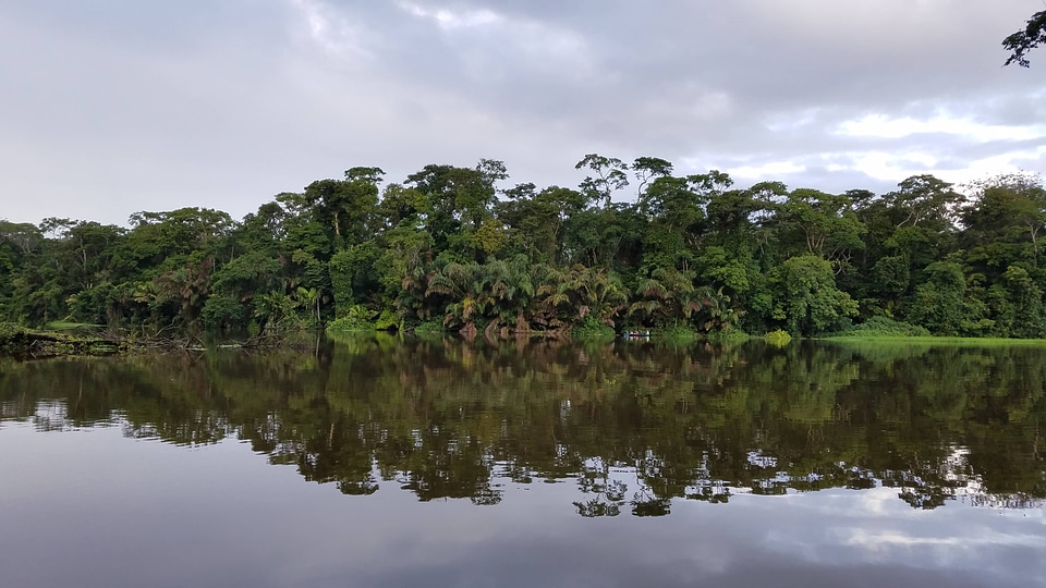 Rainforest reflection riverbank photo