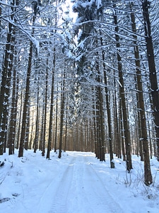 Winter snow forest road