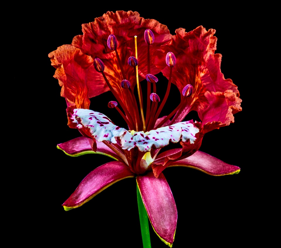 Blossom bloom red